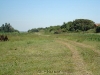 Tamarindo_9