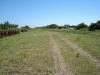 tamarindo_2