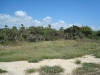 tamarindo_3