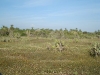 tamarindo_4