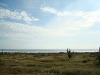 tamarindo_7