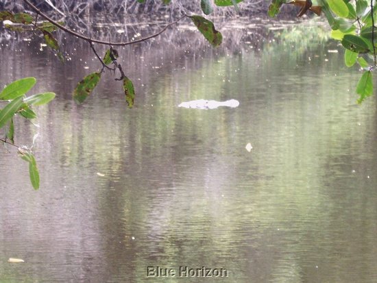 Crocodile2.JPG