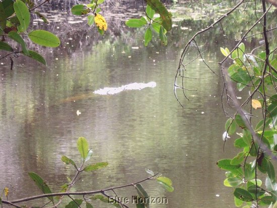 Crocodile4.JPG