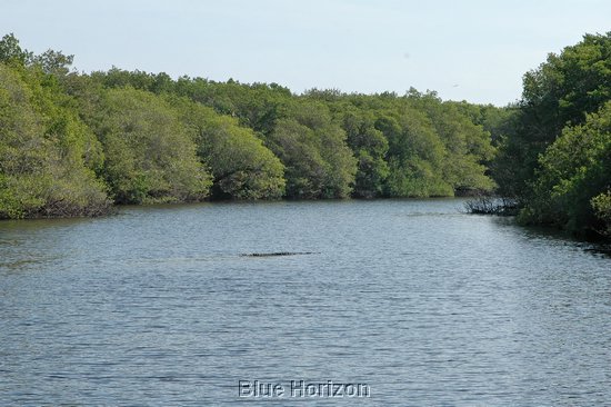 Lagoon w crocodile.jpg