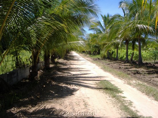 way to beach.jpg